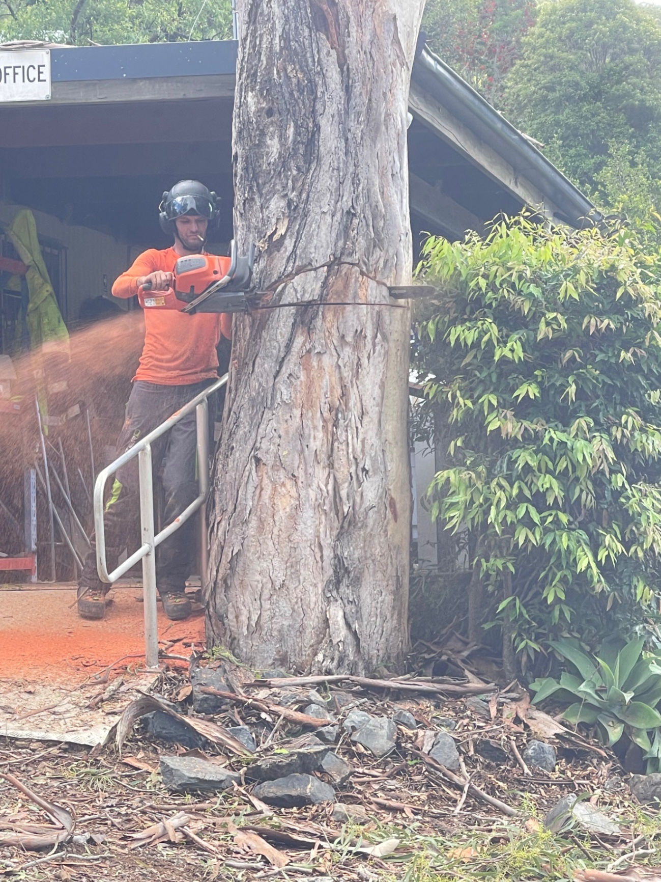 Chainsaw felling a large gum tree beside a building