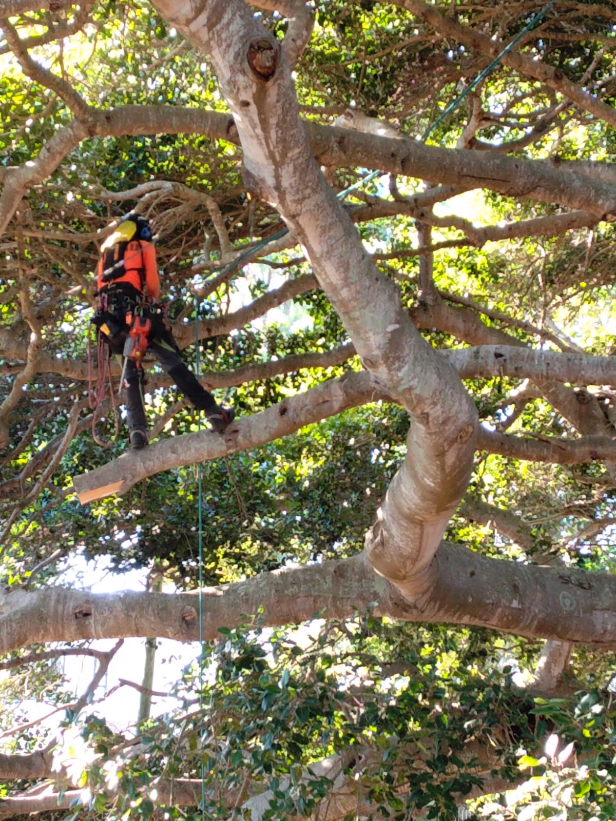 Lumberjake arborist roped high in a large fig tree on Tamborine Mountain