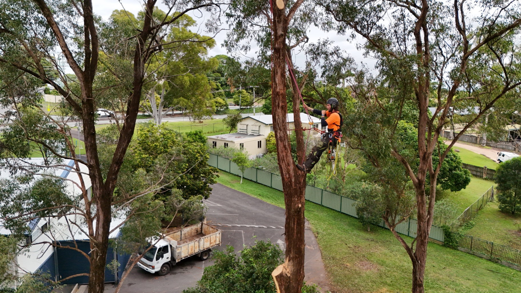 Drone view of a gum tree being dismantled section by section